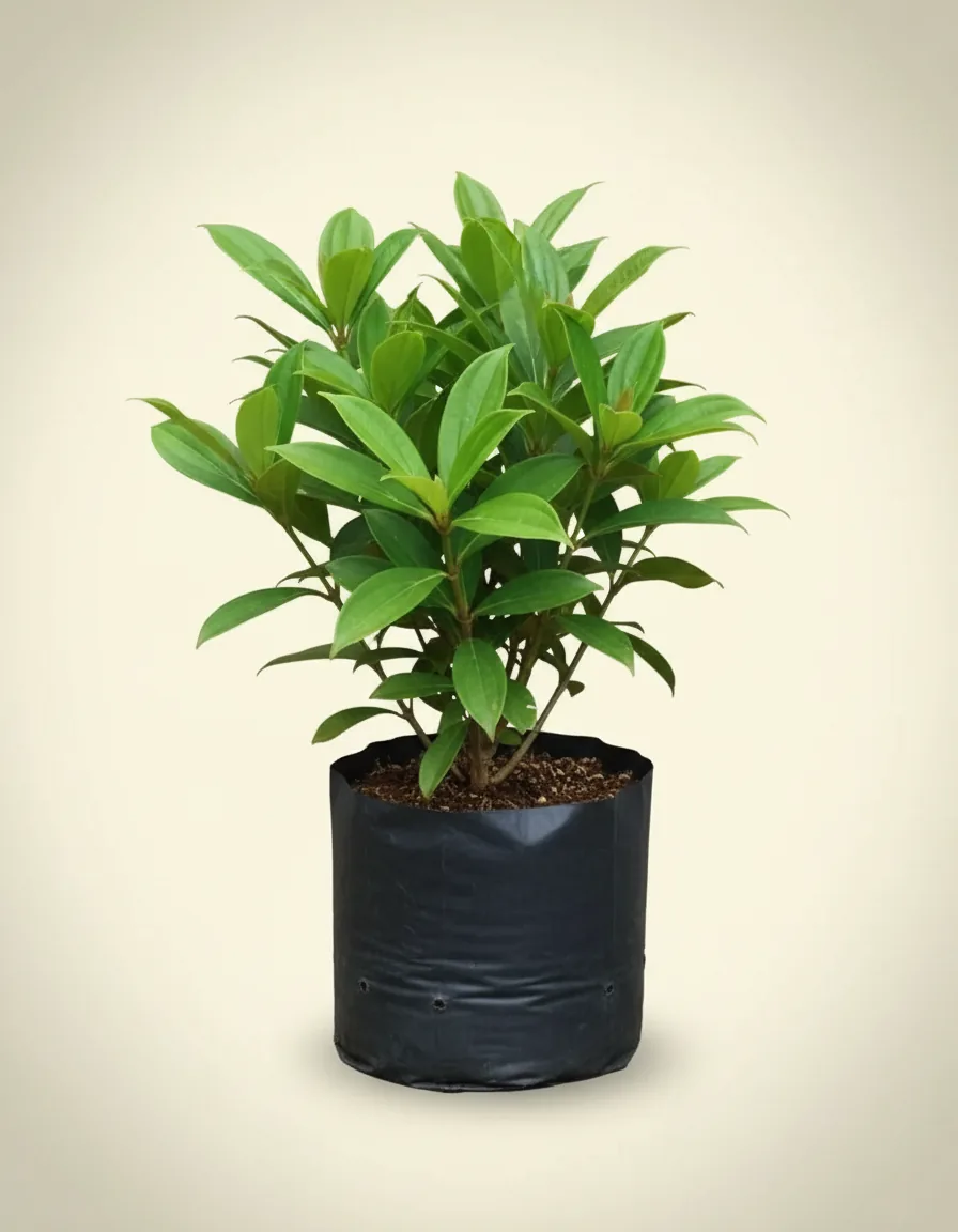 Medinilla Speciosa — Export Grade A+ from Java & Sumatra, Indonesia