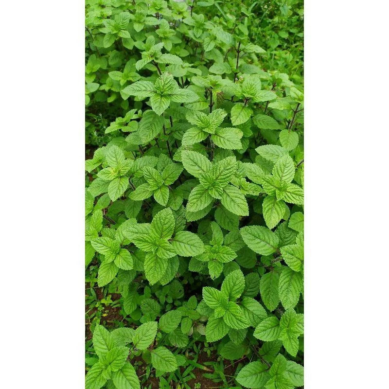 Mesona Palustris 30 50Cm