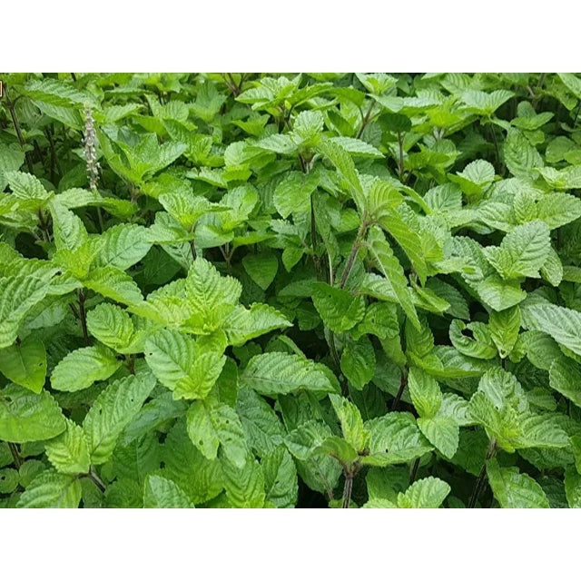 Mesona Procumbens (Mesona procumbens) live botanical specimen