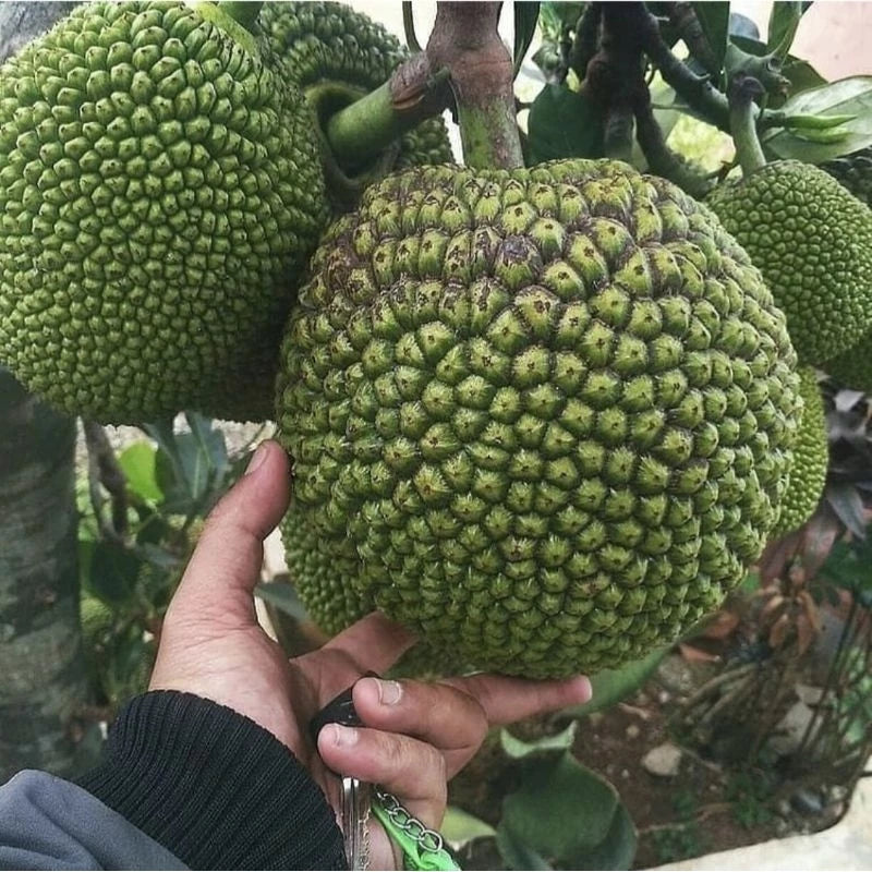 Mini Jackfruit (Mini jackfruit) live botanical specimen