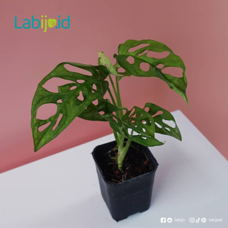 Monstera Acuminata Medium (Monstera acuminata) live botanical specimen
