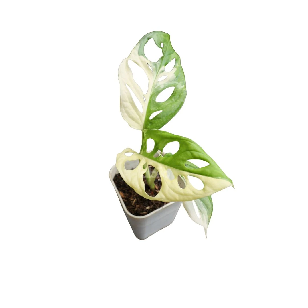 Monstera Adansonii Albo Japan Variegated