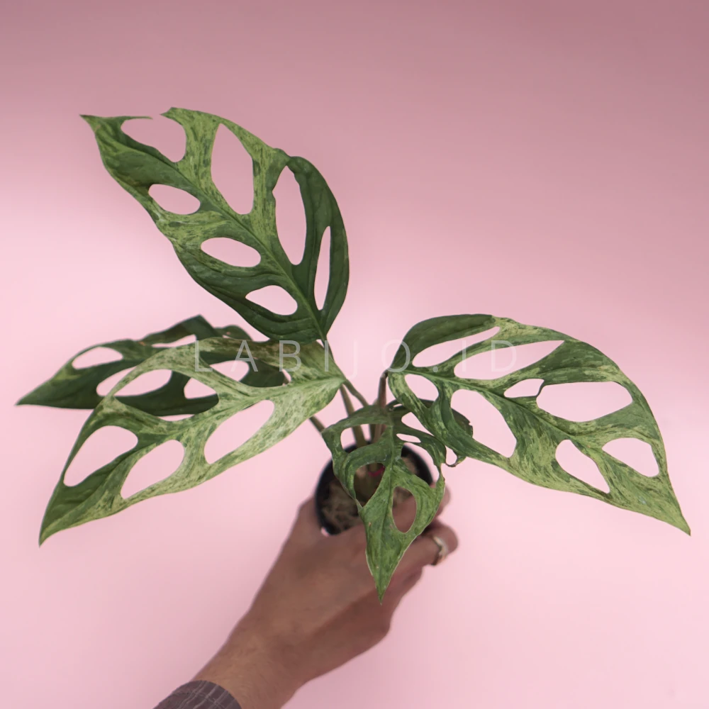 Monstera Adansonii Variegated (Monstera adansonii) live botanical specimen