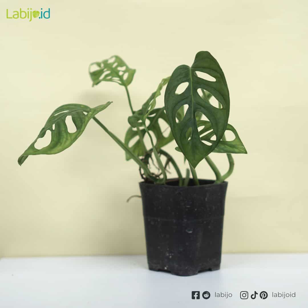 Monstera Adansonii (Monstera adansonii) live botanical specimen