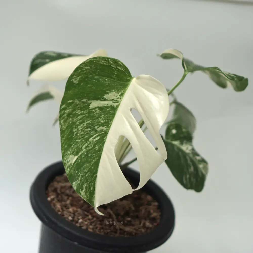 Monstera Albo Holland (Monstera albo) live botanical specimen
