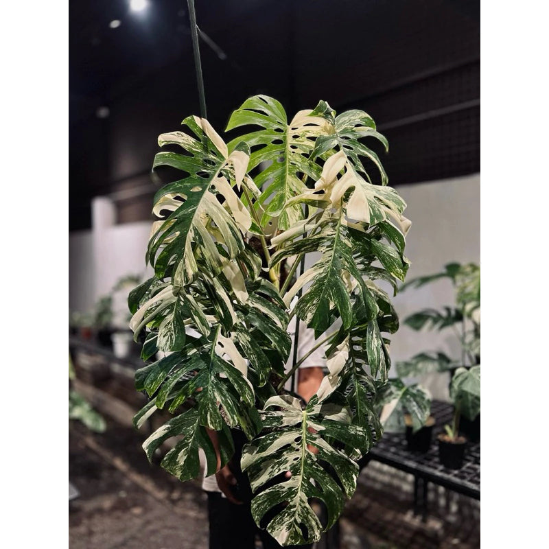 Monstera Deliciosa Albo