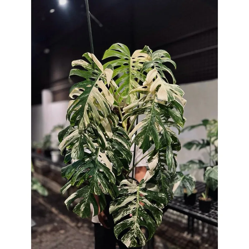 Monstera Sport Variegation vs Tissue Culture