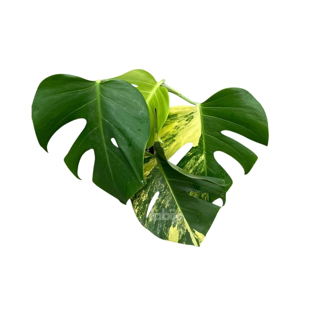 Monstera Deliciosa Aurea