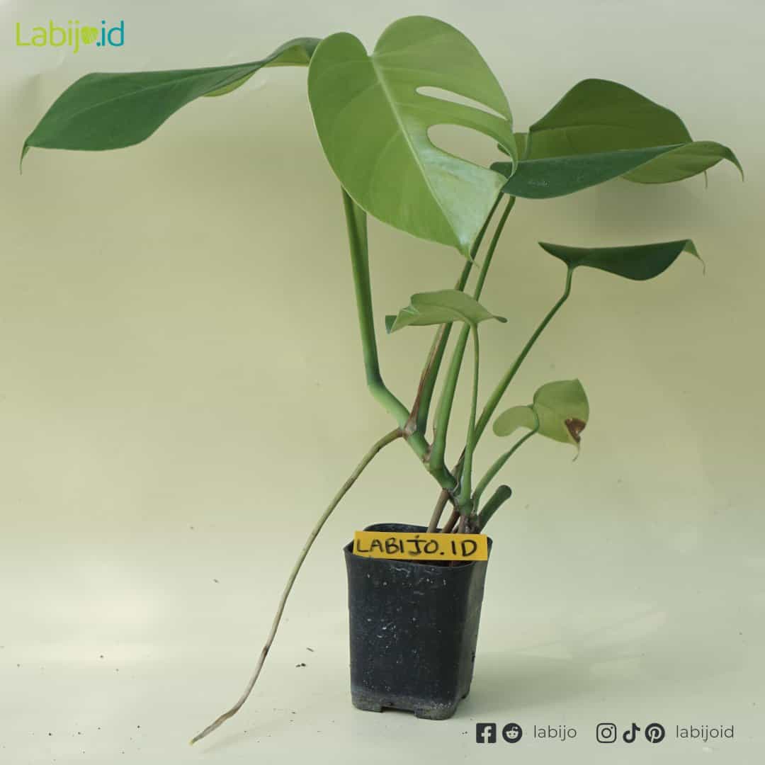 Monstera Deliciosa (Monstera deliciosa) live botanical specimen