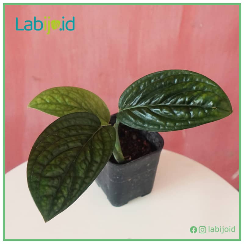 Monstera Karstenianum (Monstera karstenianum) live botanical specimen