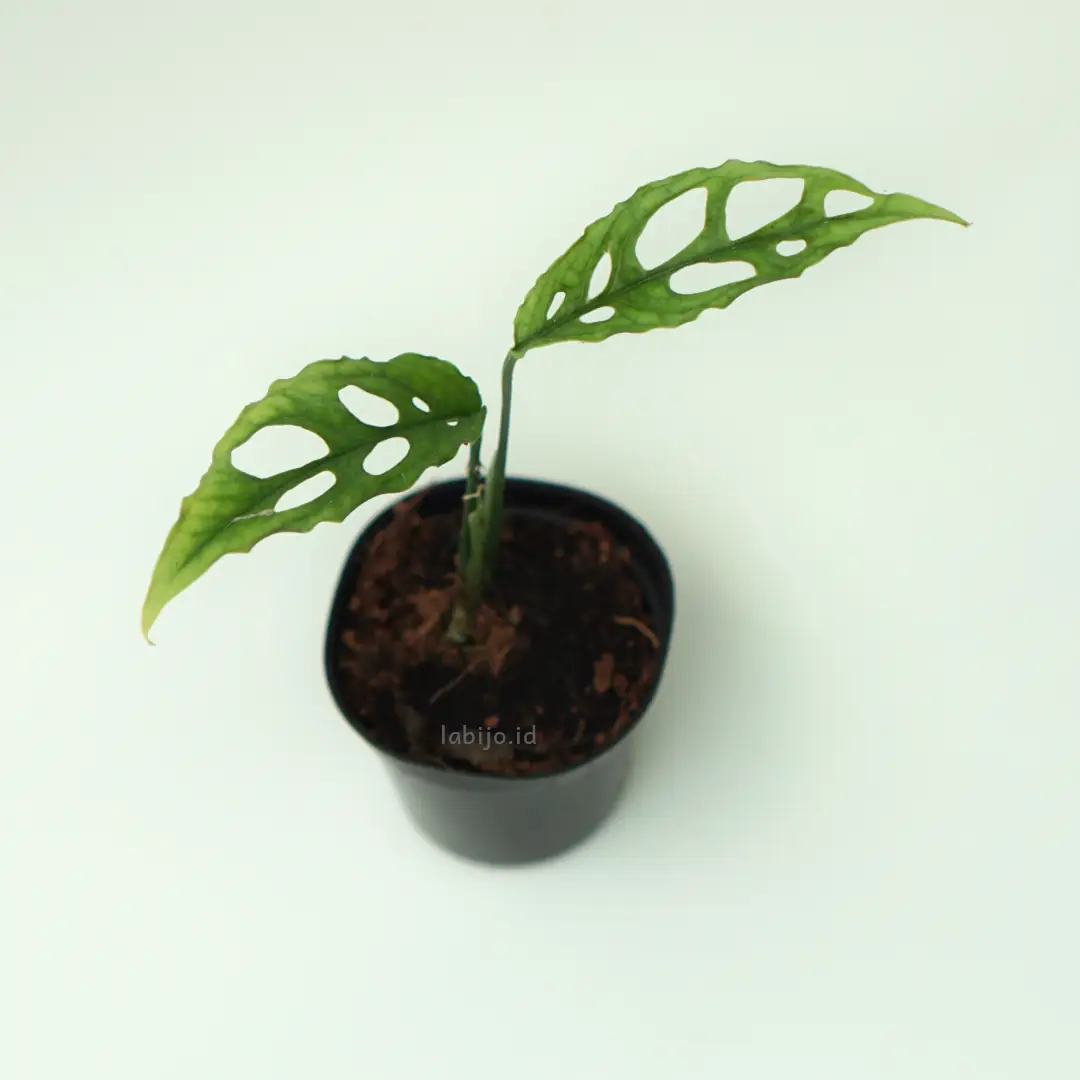 Monstera Obliqua Peruvian (Monstera obliqua) live botanical specimen