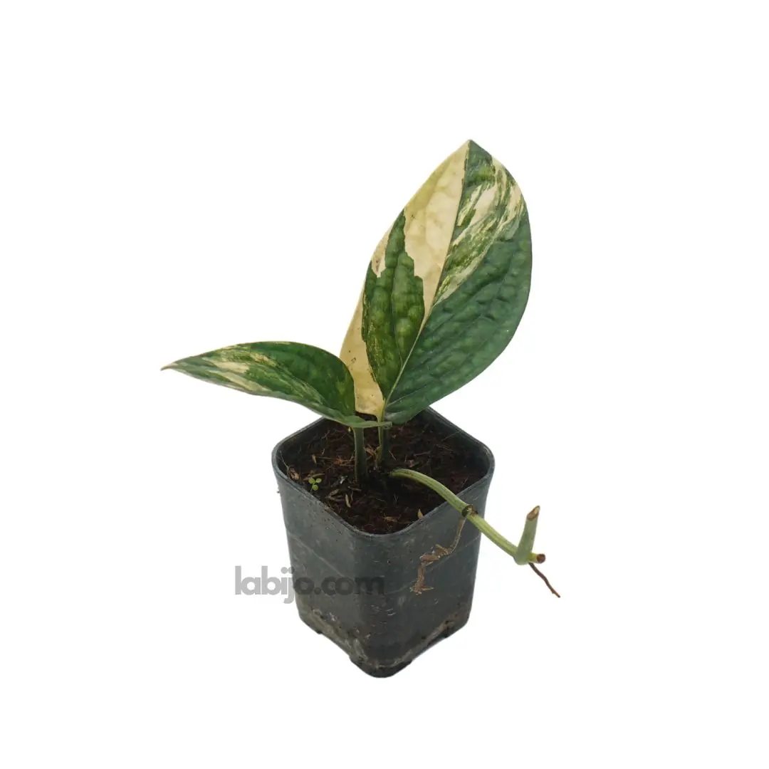 Monstera Peru Variegata (Monstera peru) live botanical specimen