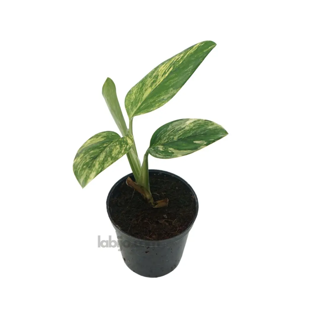 Monstera Standleyana Aurea Variegated