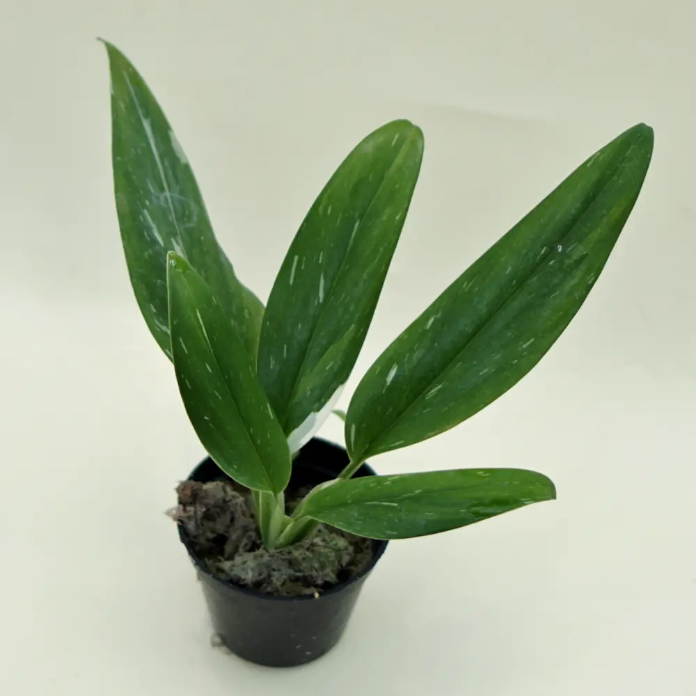 Monstera Standleyana (Monstera standleyana) live botanical specimen