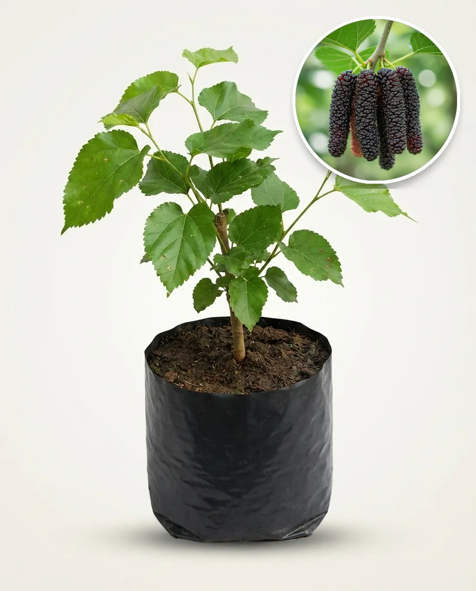 Murbey Long Mulberry