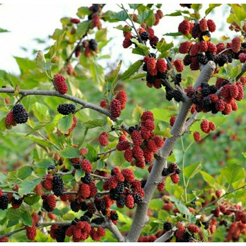 Murbey (Murbey sp.) live botanical specimen