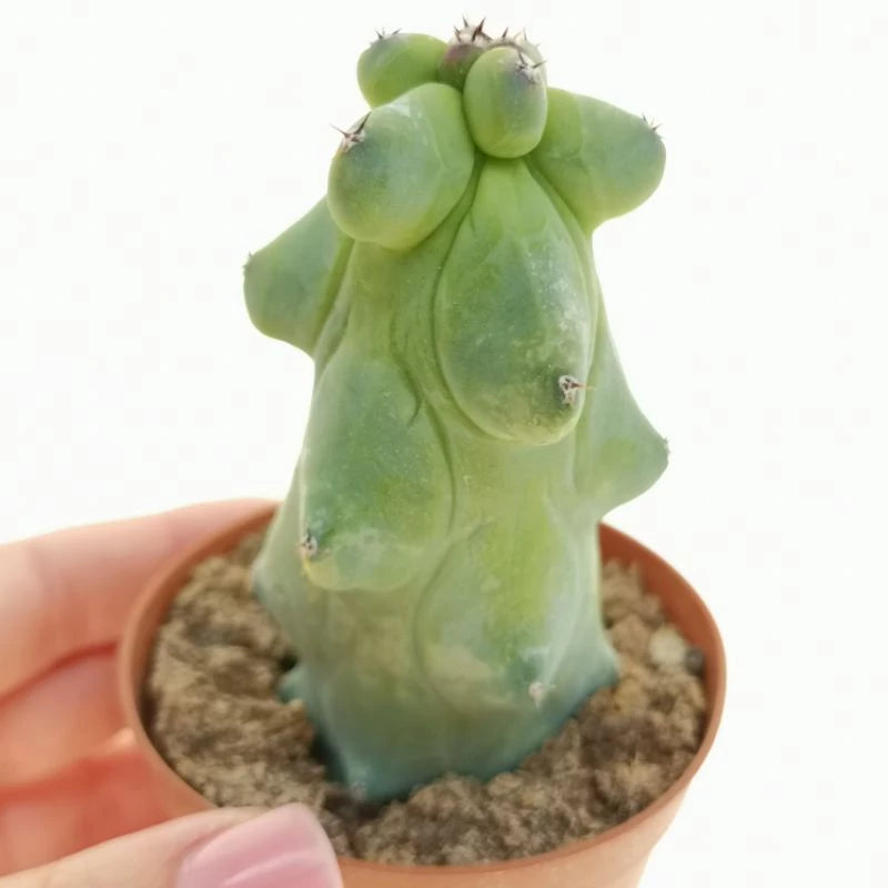 Myrtillo Breast Cactus Medium Size (Myrtillo breast) live botanical specimen
