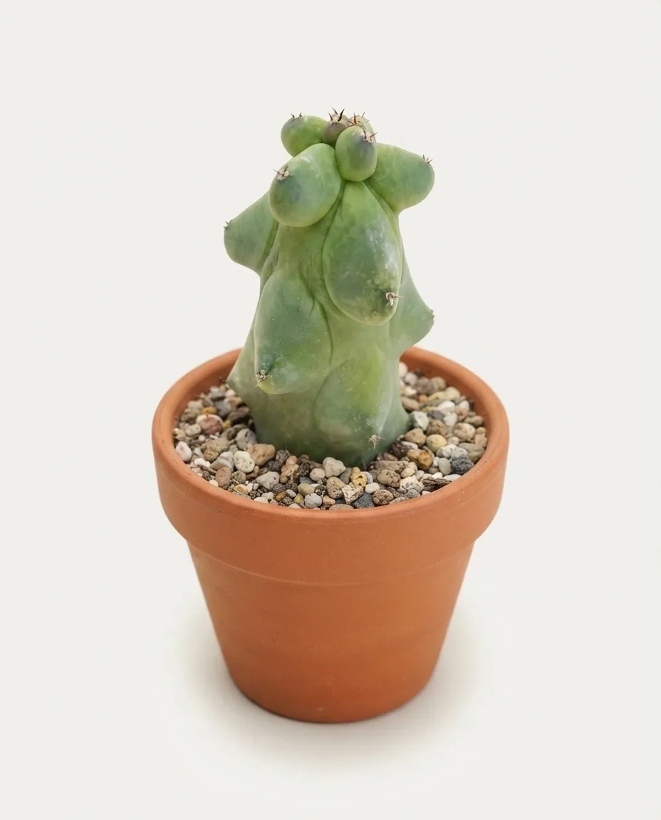 Myrtillocactus Fukurokuryuzinboku Breast Cactus — Export Grade A+ from Java & Sumatra, Indonesia