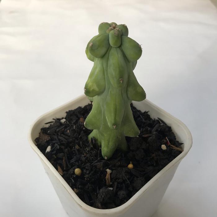 Myrtillocactus Geomartizans Medium Size (Myrtillocactus geomartizans) live botanical specimen