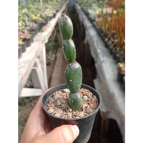 Opuntia Canterae Medium Size (Opuntia canterae) live botanical specimen