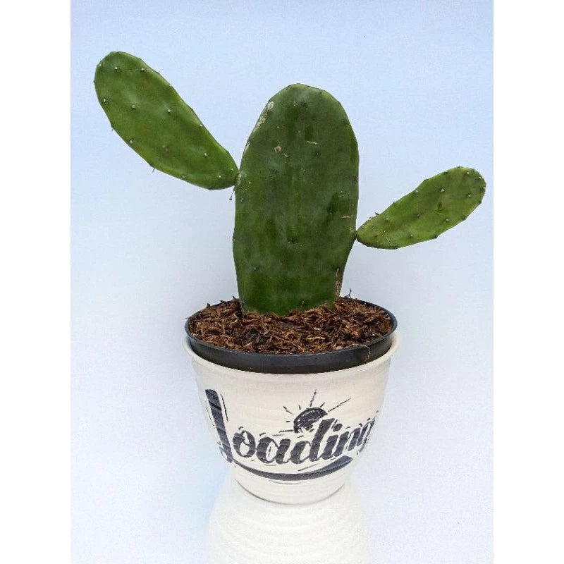 Opuntia Ficus Indica Medium Size (Opuntia ficus) live botanical specimen