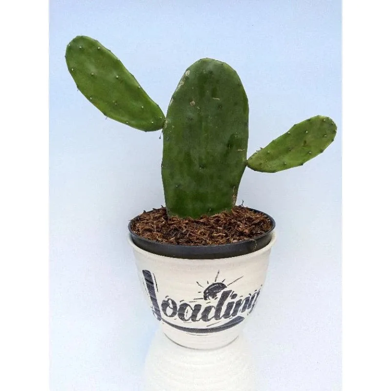 Opuntia Ficus Indica Medium Size