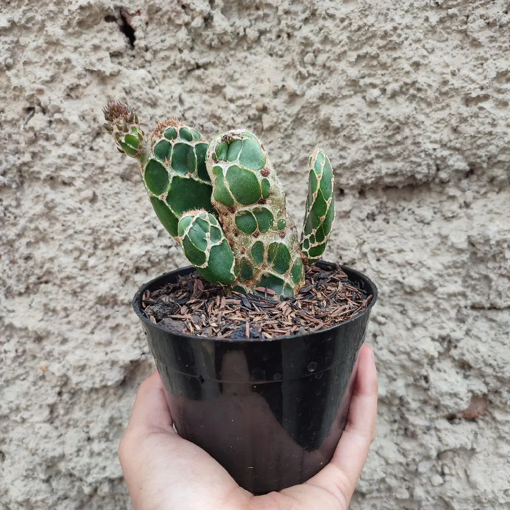 Opuntia Zebrina Medium Size