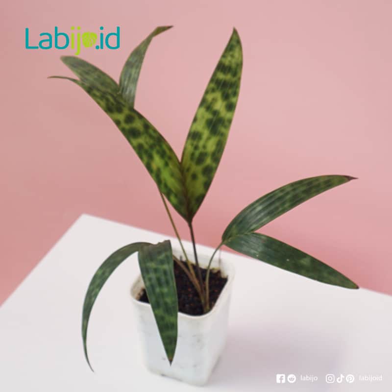Palm Licuala Mapu (Palm licuala) live botanical specimen
