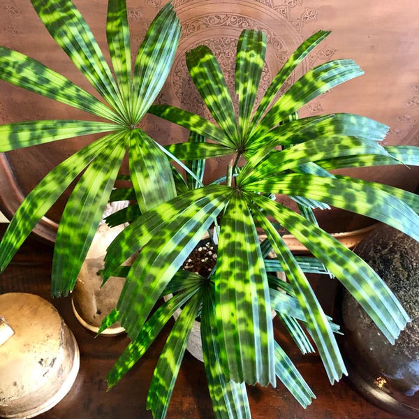 Palm Licuala Matatensis
