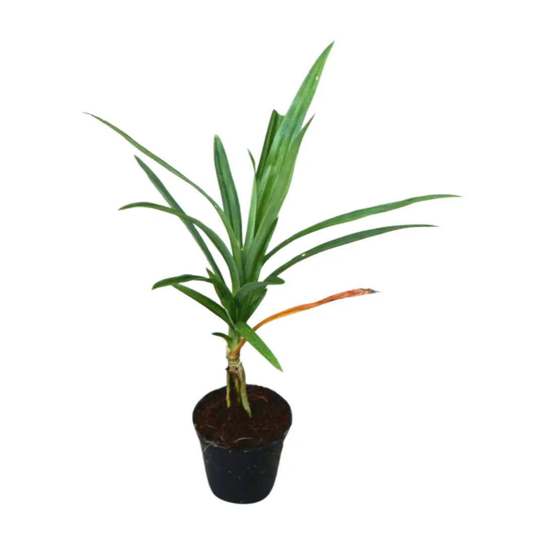 Pandan Plant (Pandan plant) live botanical specimen