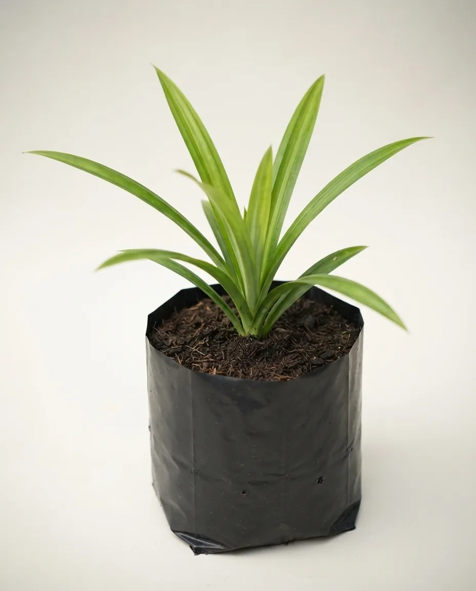 Pandanus Amaryllifolius (Pandanus amaryllifolius) live botanical specimen