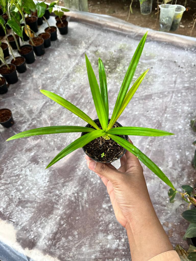 Pandanus Pygmaeus Pandan Wangi