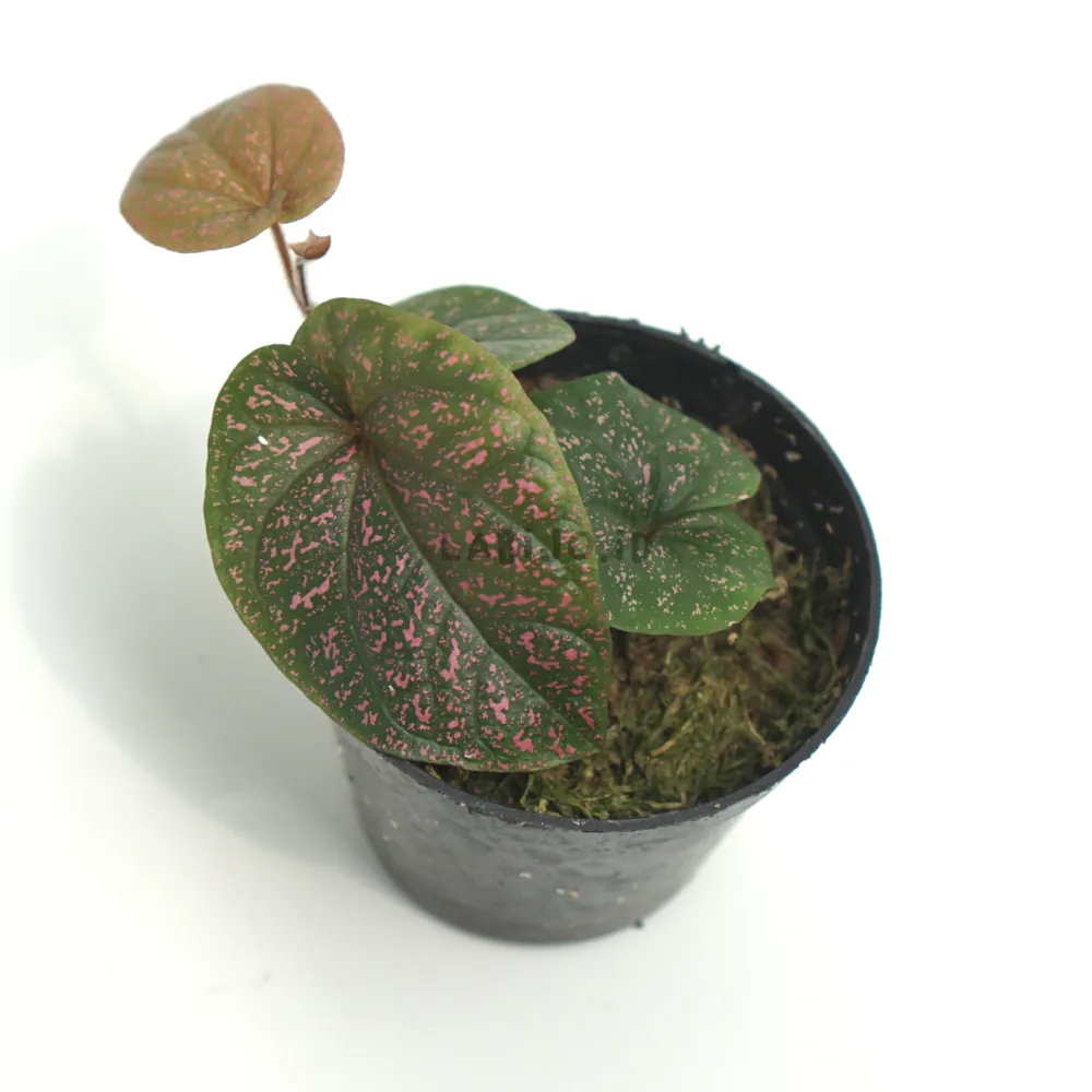 Papuan Black Piper Pink Splash (Papuan black) live botanical specimen