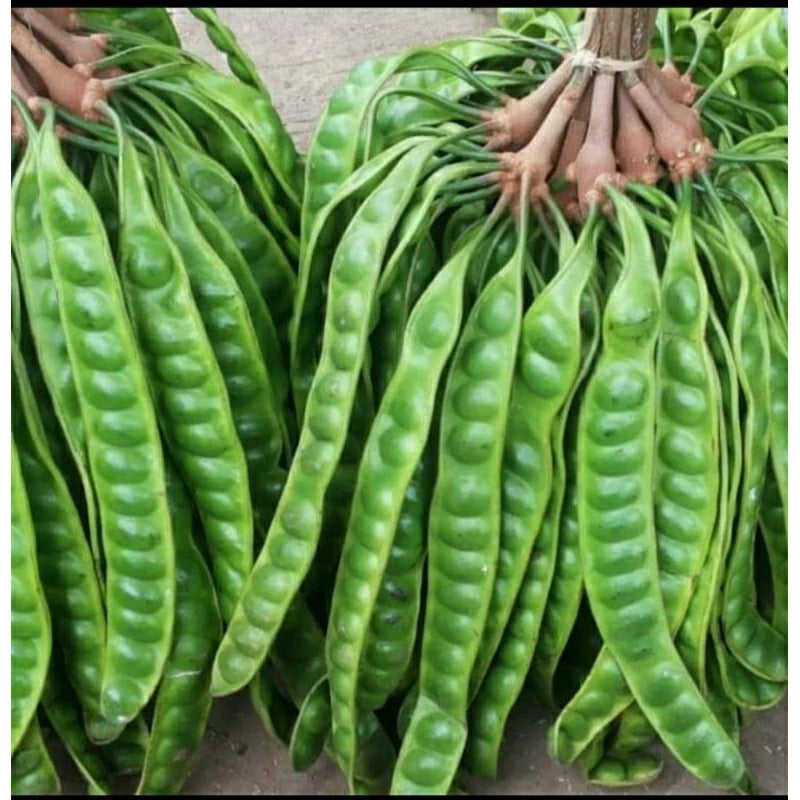Parkia Speciosa (Parkia speciosa) live botanical specimen