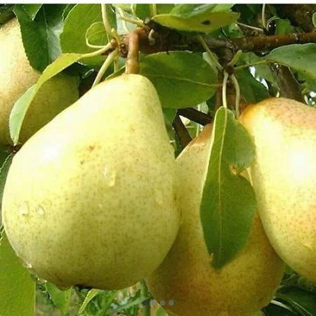 Pear Yellow