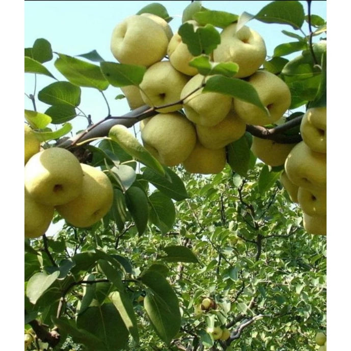 Pear (Pear sp.) live botanical specimen
