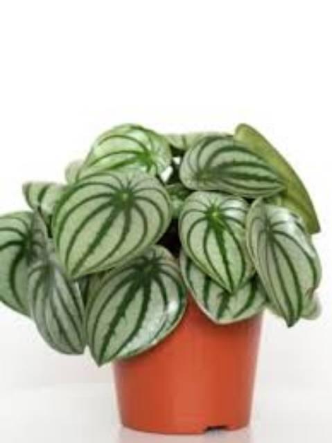 Pepperomia Argyreia 4 Leaves