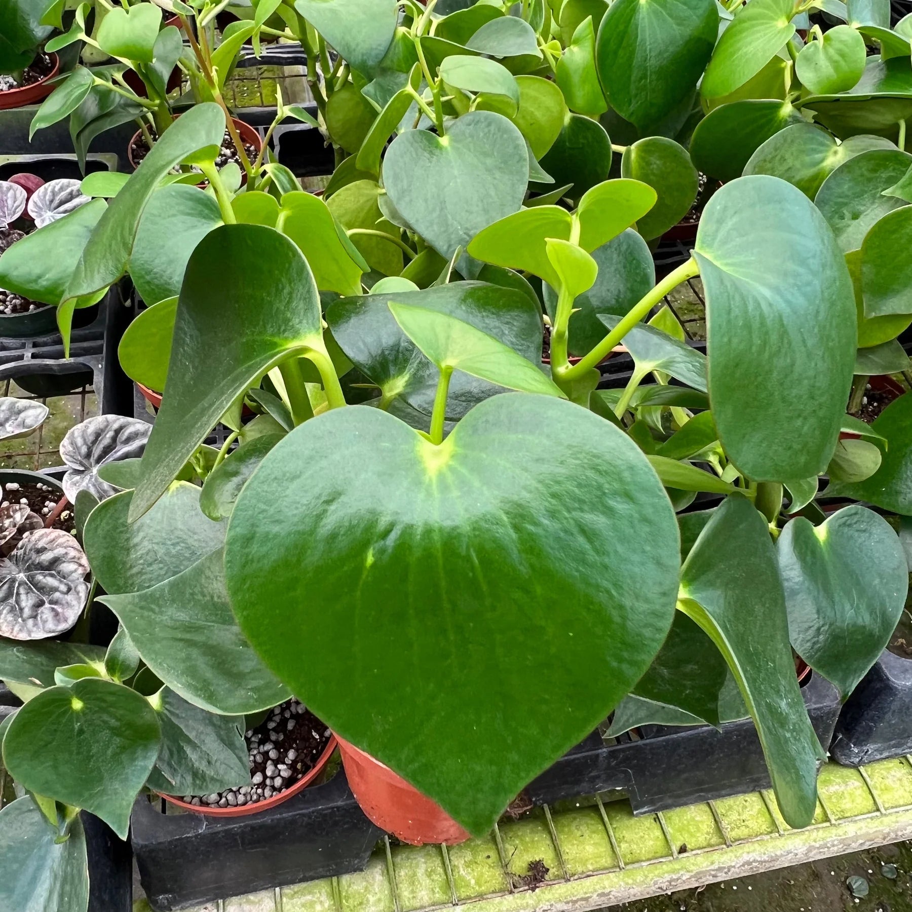 Pepperomia Arifolia