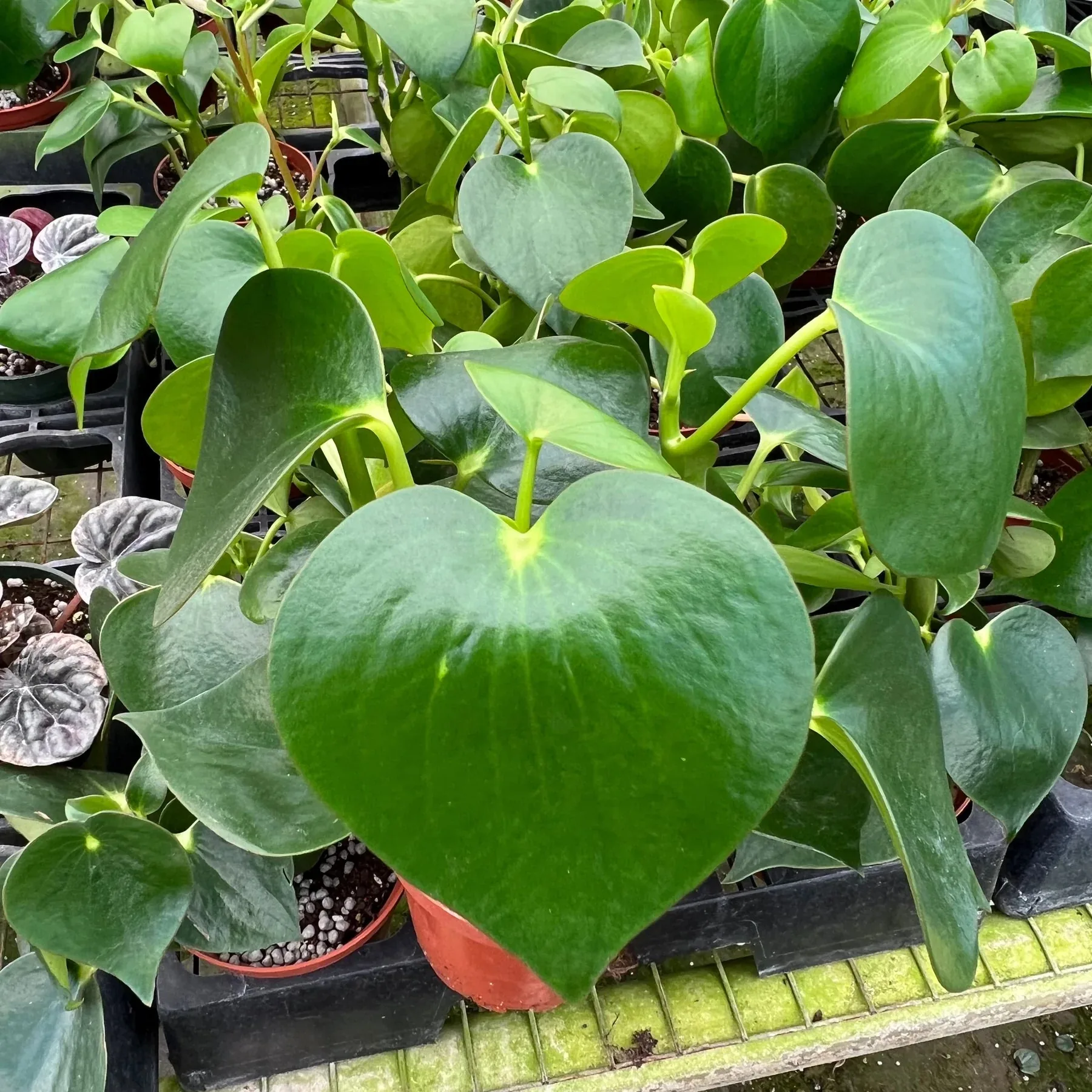 Pepperomia Arifolia