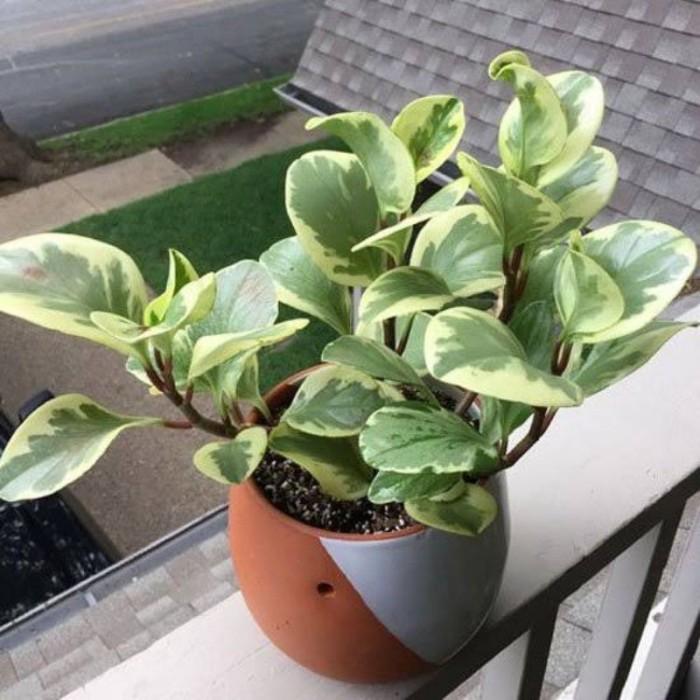 Pepperomia Obtusifolia Variegata 4 Leaves