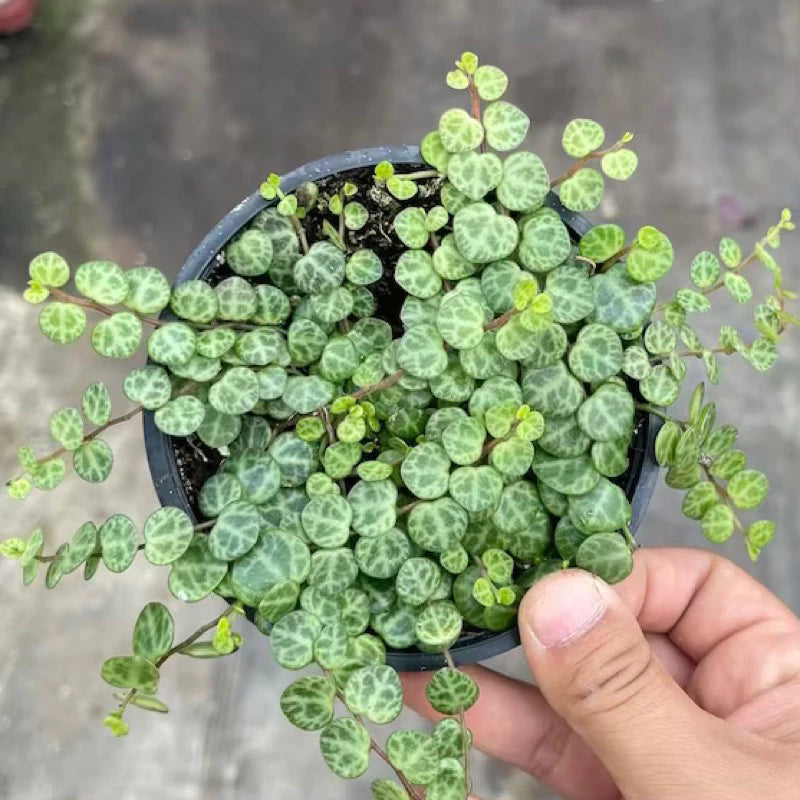 Pepperomia Prostrata String Of Turtle