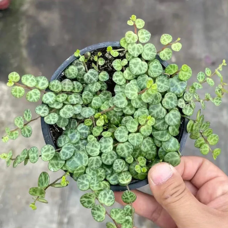 Pepperomia Prostrata String Of Turtle