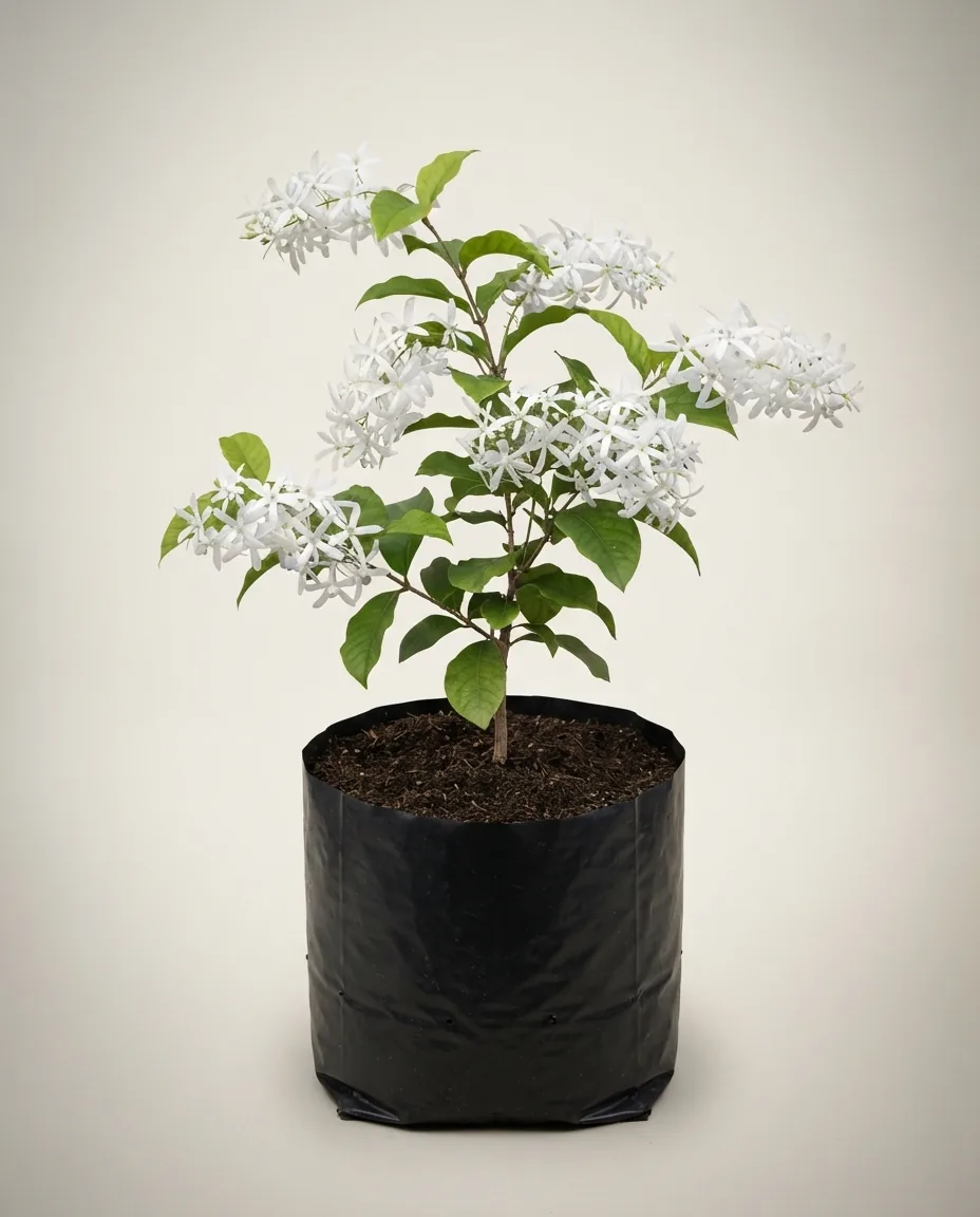 Petrea Volubilis Alba