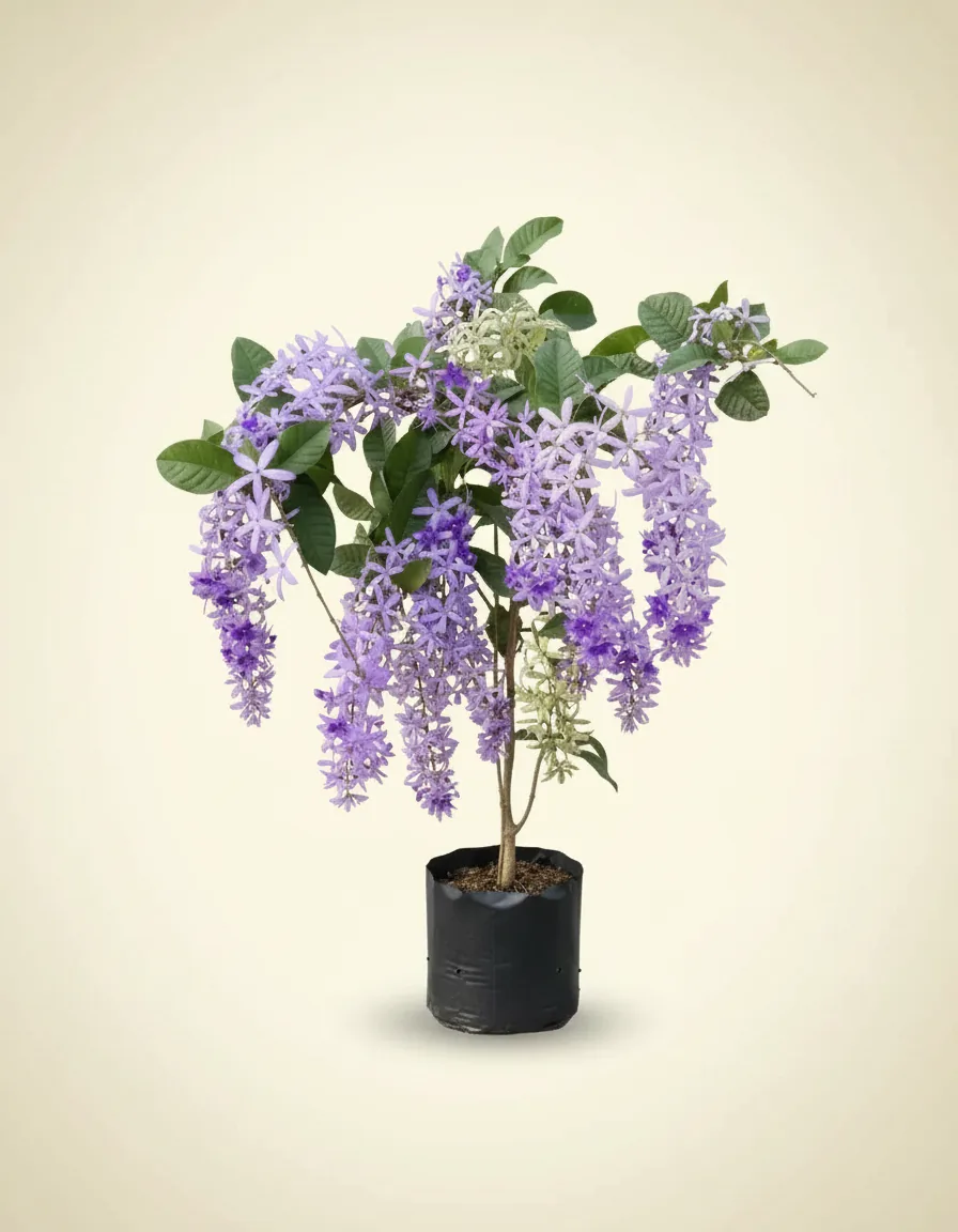 Petrea Volubilis (Petrea volubilis) live botanical specimen