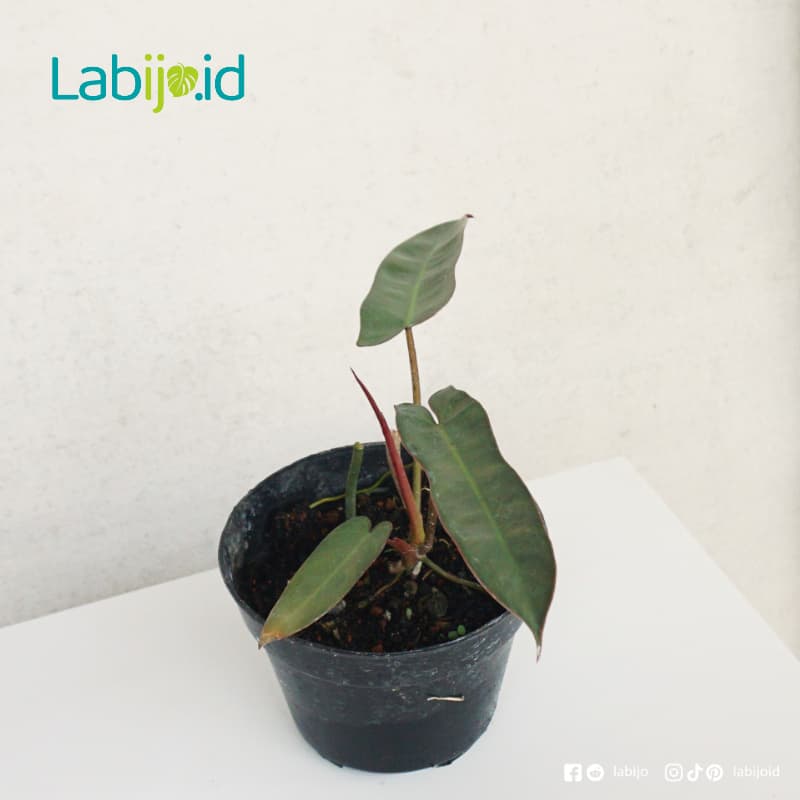Philodendron Atabapoense (Philodendron atabapoense) live botanical specimen