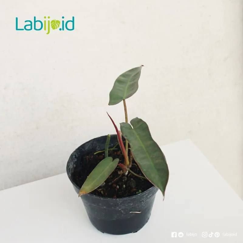 Philodendron Atabapoense