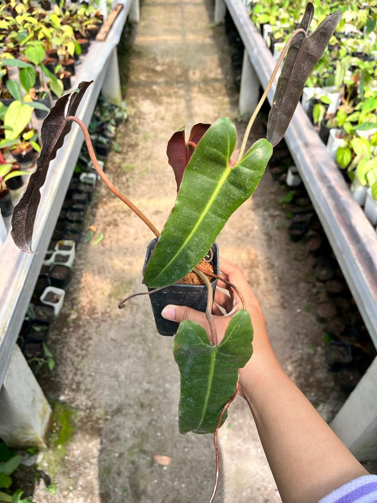 Philodendron Billietiae (Philodendron billietiae) live botanical specimen