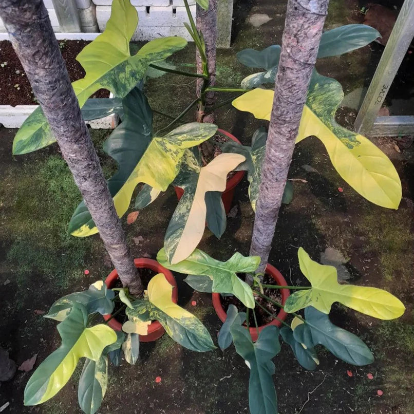 Philodendron Bipennifolium Variegated (Philodendron bipennifolium) live botanical specimen