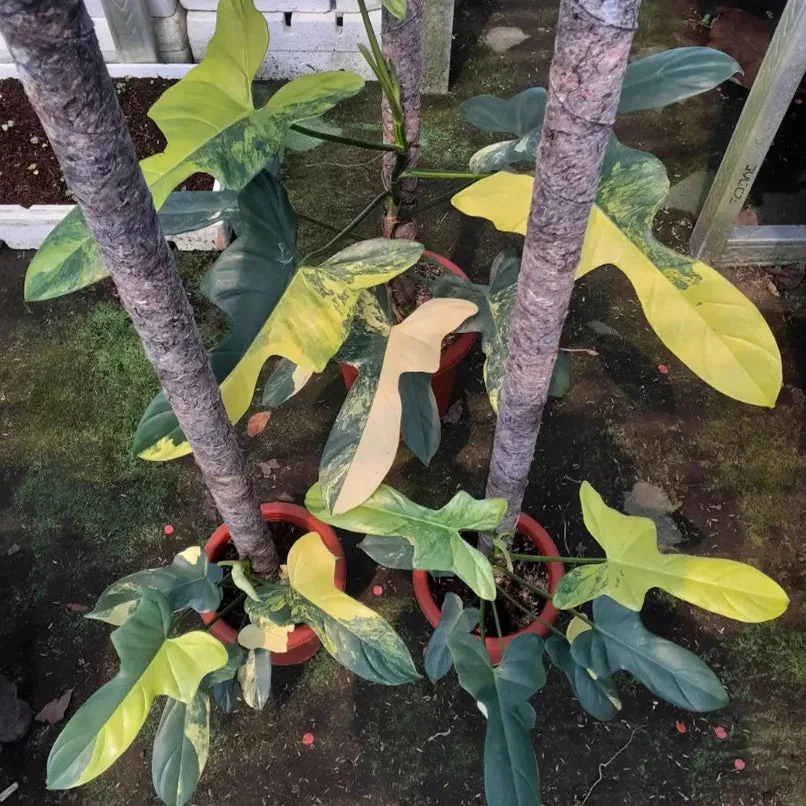 Philodendron Bipennifolium Variegated