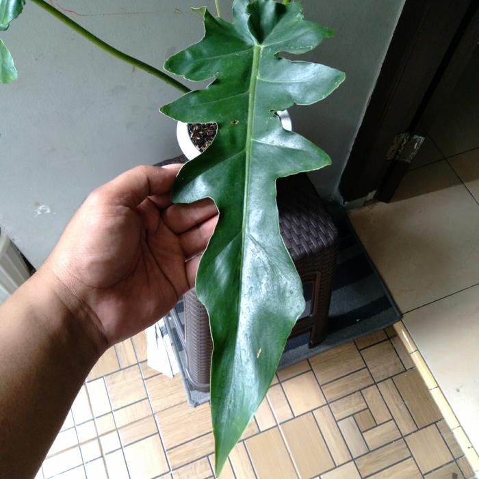 Philodendron Bob Cee (Philodendron bob) live botanical specimen